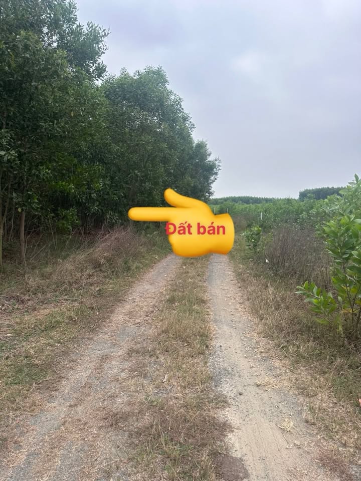 Đất nền 2 sào Phước Hội, Bà Rịa - Vũng Tàu 11,600m² chỉ 2.7 tỷ - Cơ hội đầu tư hấp dẫn!