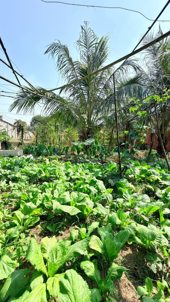 Đất nền Dĩ An 925m² giá 11 tỷ - Thích hợp xây Biệt Thự Nhà Vườn!