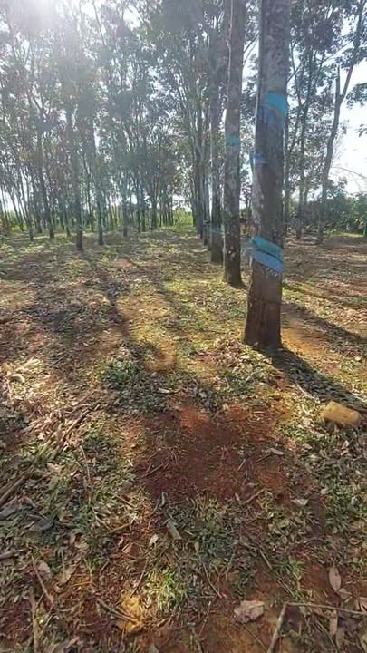 Đất chính chủ 16200m² tại xã Đắk Sin, Đắk Nông - Giá 4,8 tỷ thương lượng