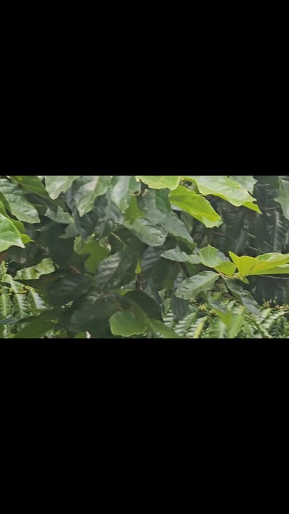 Đất nền 1,5ha tại Nâm Nung, Krông Nô - Giá chỉ 1,5 tỷ, pháp lý rõ ràng!