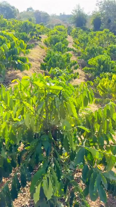 Farm 8 sào tại Trúc Sơn, Cư Jút - 1.25 tỷ, sổ hồng cầm tay!