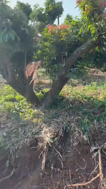 Lô đất Phượng Sơn Lục Nam 5000m² - Đầu tư nghỉ dưỡng lý tưởng!