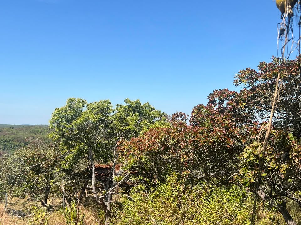 Đất rẫy 2 ha Thọ Sơn, Bù Đăng - Mặt đường bê tông, giá 8 tỷ VND!