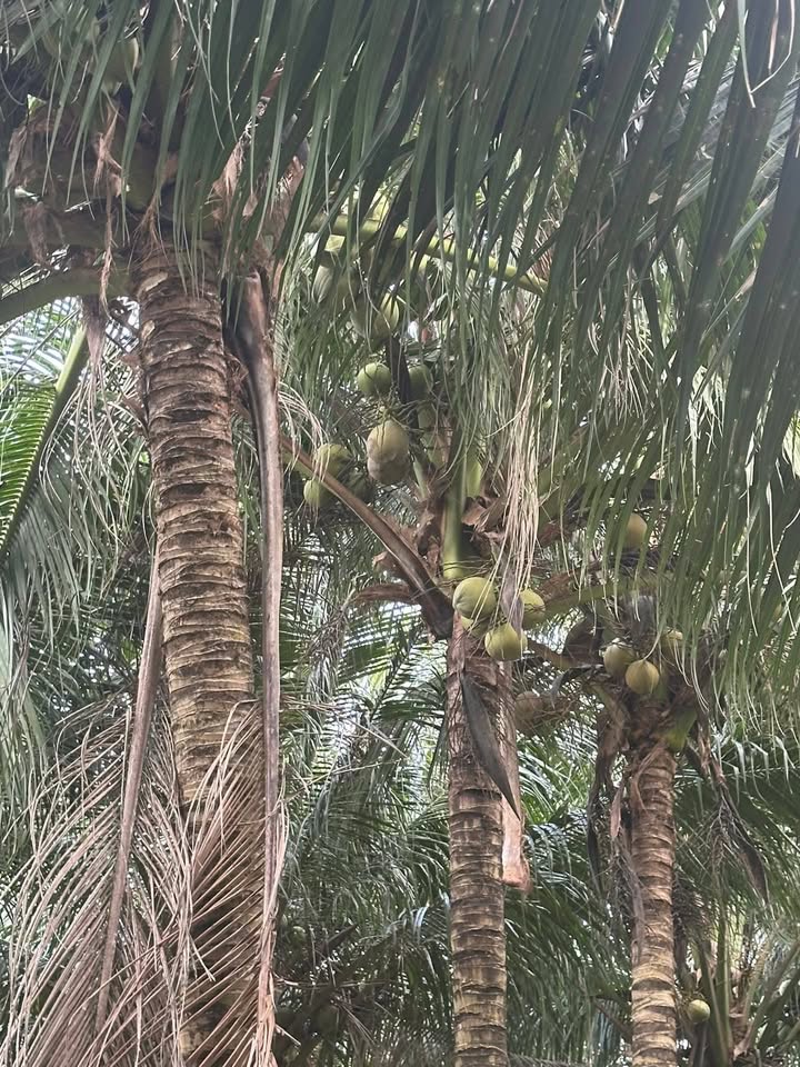 Đất nông nghiệp Hiếu Phụng 115.000m² giá 3 tỷ - Đầu tư sinh lời hấp dẫn!