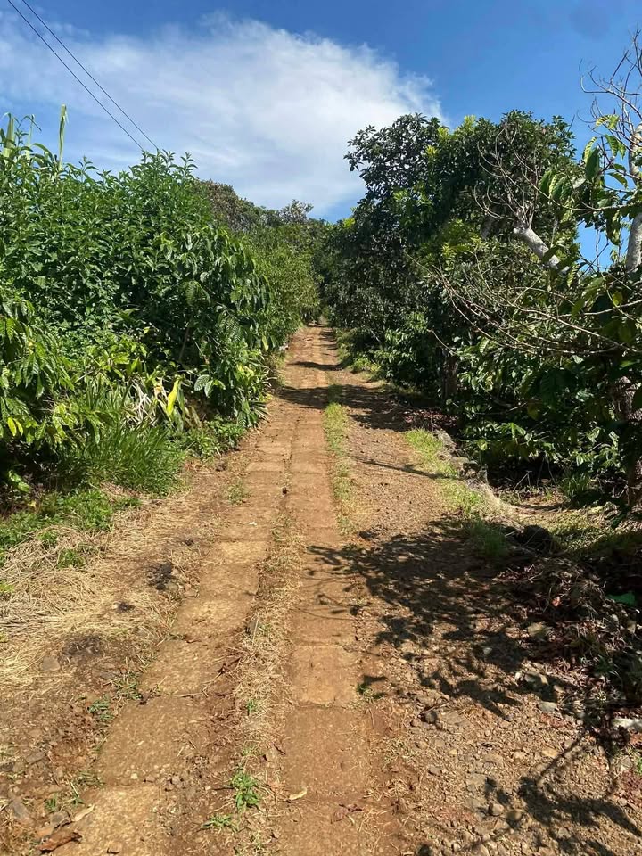 Đất Farm 9936m² tại Tân Nghĩa, Di Linh - Giá chỉ 993 triệu, Sổ đỏ chính chủ!