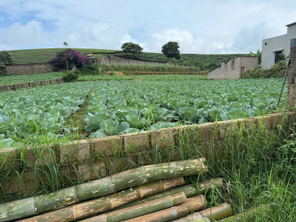 Lô đất vàng Mộc Châu 687,9m² - Đầu tư sinh lời ngay!