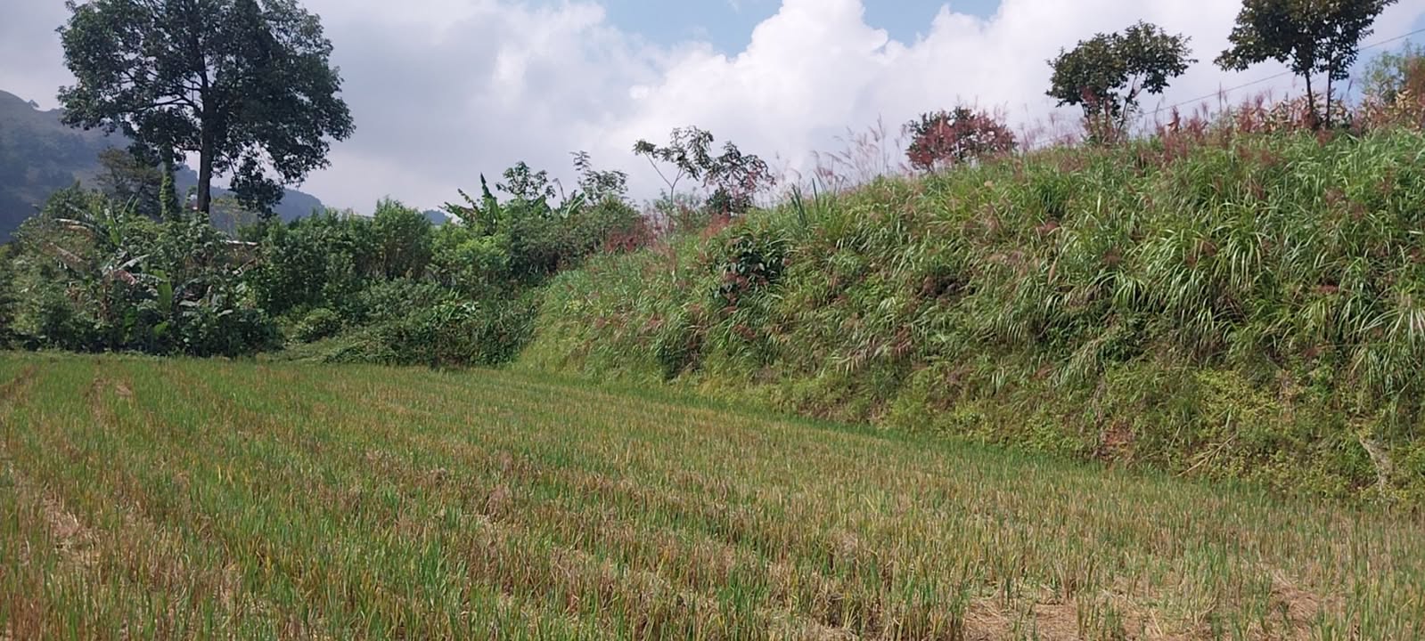 Đất Farm 9,5ha Chiềng Yên, Vân Hồ giá 2.5 tỷ - Đầu tư sinh lời ngay!