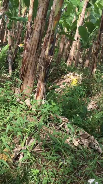 Đất nền 11.000m² xã Bàu Hàm, Trảng Bom, Đồng Nai - Giá chỉ 290 triệu/sào!