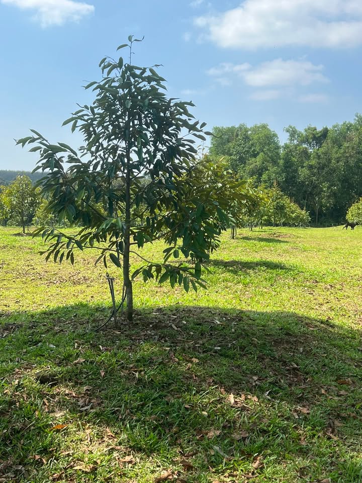 Đất vườn Hàng Gòn Long Khánh 7800m² giá 64.75 tỷ - Gần khu công nghiệp Xuân Quế