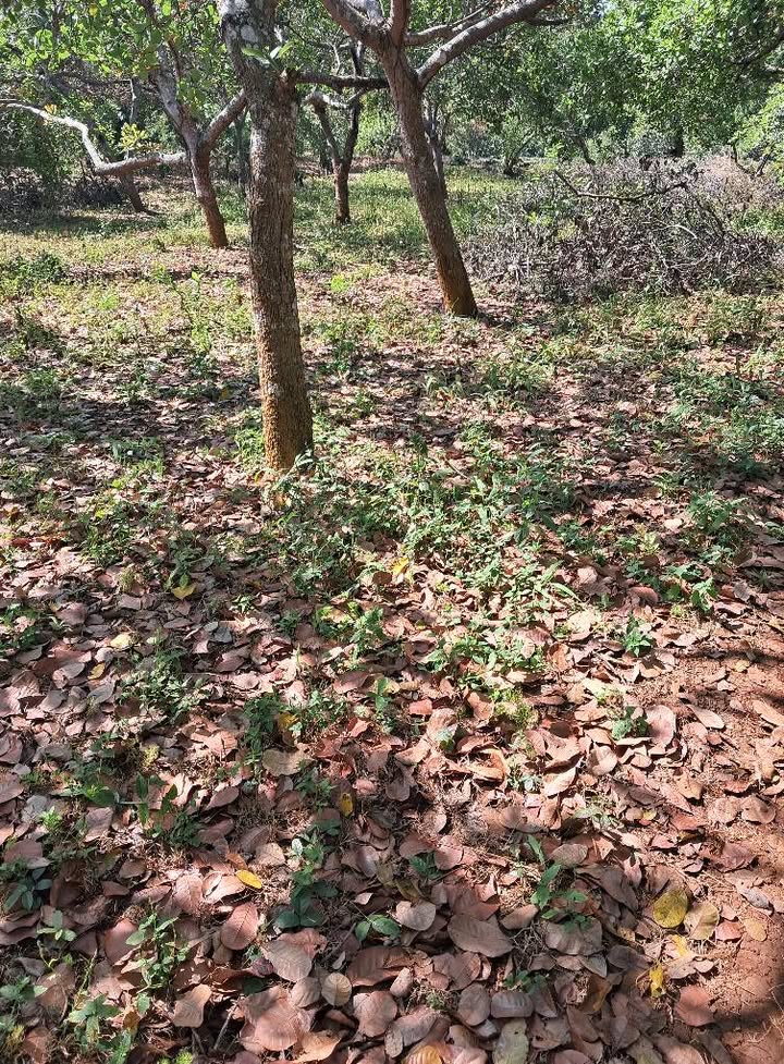 Đất nền 1 Héc tại Tân Uyên, Bình Dương giá 1.2 tỷ - Sổ vuông chính chủ!