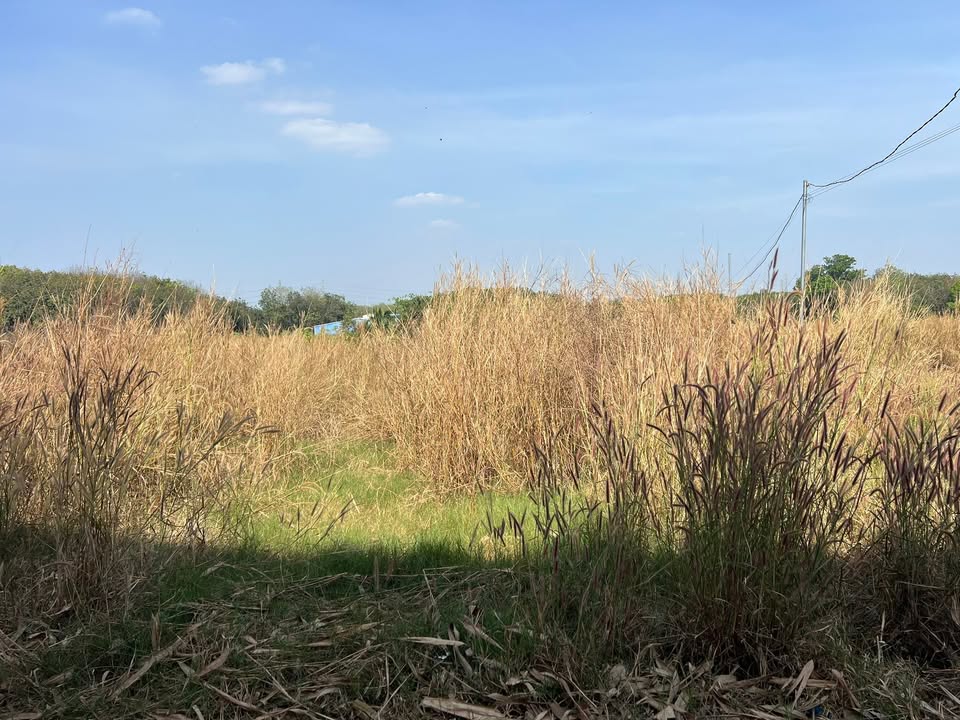 Đất thổ cư 200m² khu phố 2 Tân Định Bến Cát - Sổ hồng chính chủ chỉ 2.95 tỷ!