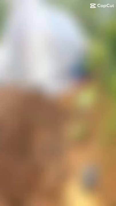 Đất trồng cây 410m² tại Sa Pả - Giá chỉ 1.6 tỷ - Nhà gỗ 2 ngủ sẵn ở ngay!