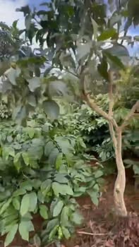 Đất Farm Cư Klông 9,2 sào giá thỏa thuận - Pháp lý đầy đủ, sẵn sàng đầu tư!