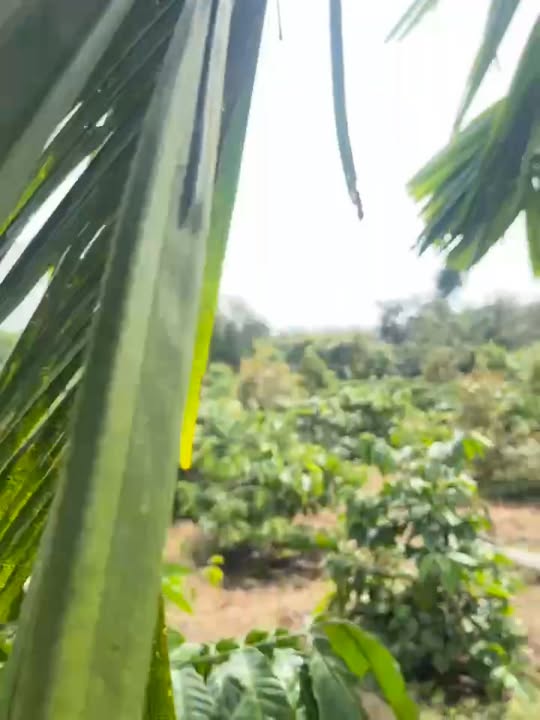 Đất nền 7 Sào Thống Nhất, Buôn Hồ - Giá chỉ 2.695 tỷ - Nguồn thu ổn định!