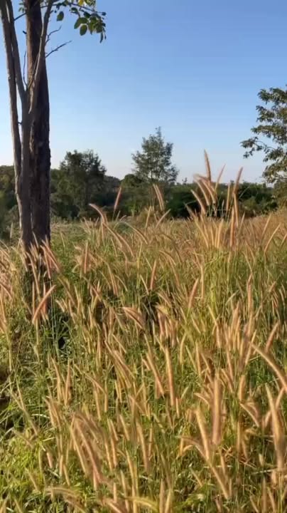 Đất nông nghiệp Ea Súp 1,5ha giá 500 triệu - Tiềm năng đầu tư lớn!