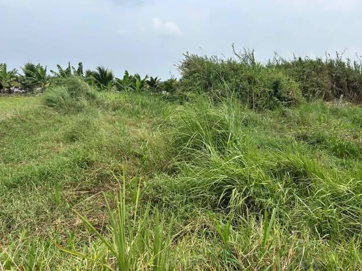 Đất nền mặt tiền đường Tỉnh Lộ 908, xã Phú Quới, 527m² giá 3.954 tỷ - Vị trí đẹp cho kinh doanh!