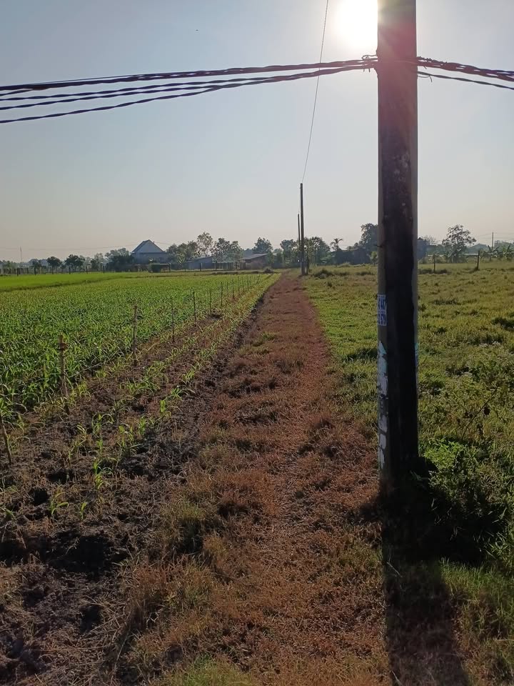 Đất nền ấp Tràm Lạc, xã Mỹ Hạnh Bắc 1200m² giá 1.6 tỷ - Đầu tư sinh lời ngay!