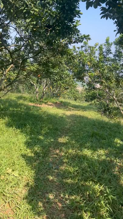 Đất nông nghiệp Tân Lạc 1934m² giá 676 triệu - Pháp lý rõ ràng