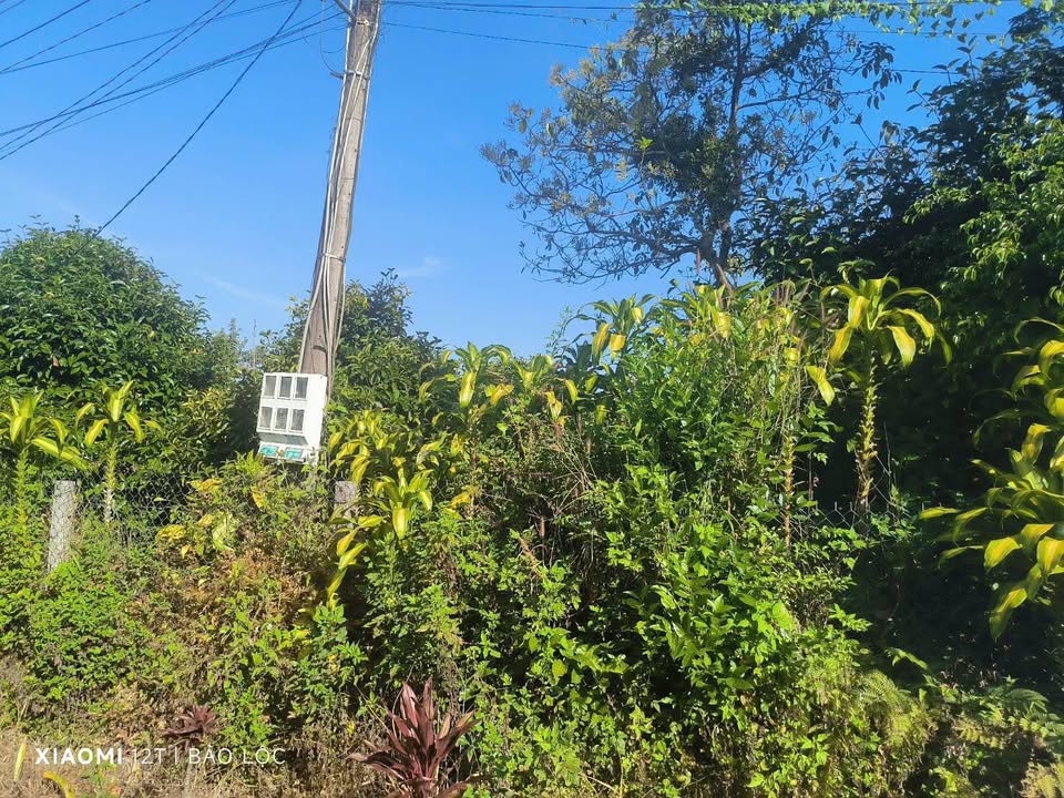 Đất nền Hẻm Phan Chu Trinh Bảo Lộc 788m² giá 6.324 tỷ - Sổ đỏ chính chủ