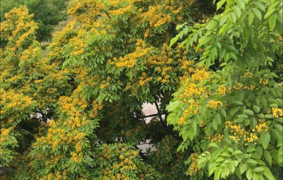 Cho thuê mặt bằng lô góc 90m² - Quách Thị Trang, Hòa Xuân, Cẩm Lệ - Vị trí siêu đẹp!