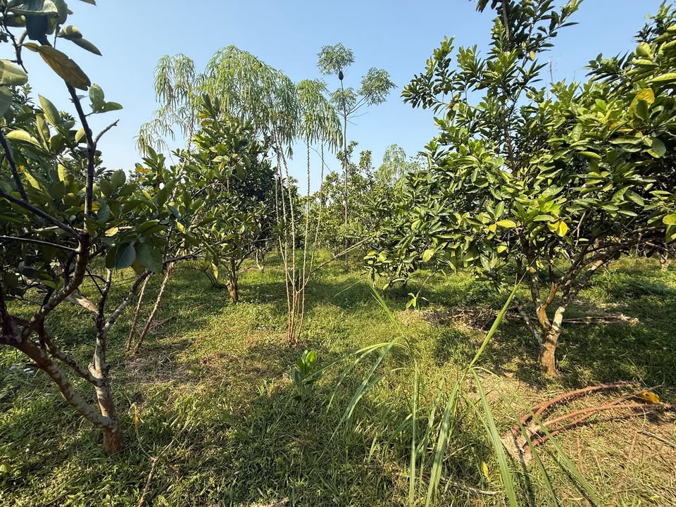 Đất nền 3.200m² tại Thành Công, Phổ Yên, Thái Nguyên - Phù hợp nghỉ dưỡng và đầu tư!