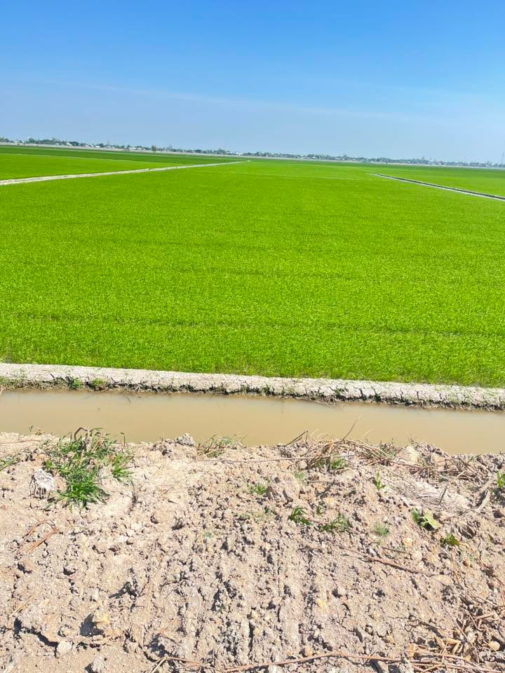 Đất ruộng lúa 2 vụ tại An Phước, Tân Hồng 49.000m² - Giá chỉ 1.3 tỷ, cơ hội đầu tư tuyệt vời!