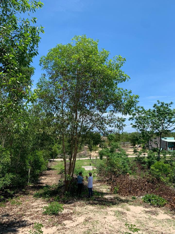 Đất biển Bình Châu 850m² giá 5 tỷ - Cơ hội đầu tư hấp dẫn!