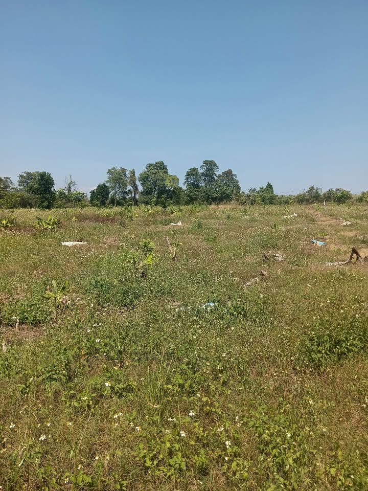 Đất CLN 13.680m² Ngọc Định - Giá chỉ 530 triệu, sổ đỏ chính chủ!