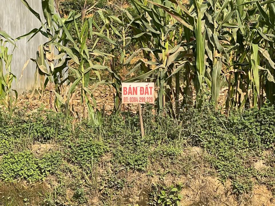 Đất nền Tân Mỹ, Văn Lãng 231,8m² - Tiện lợi làm kho hoặc nhà ở!