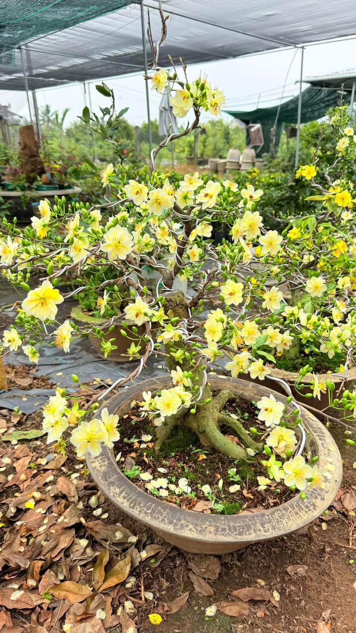 Đất nền đường Nguyễn Văn Quá, quận 12, 85m² giá 4.65 tỷ - Đầu tư sinh lời ngay!