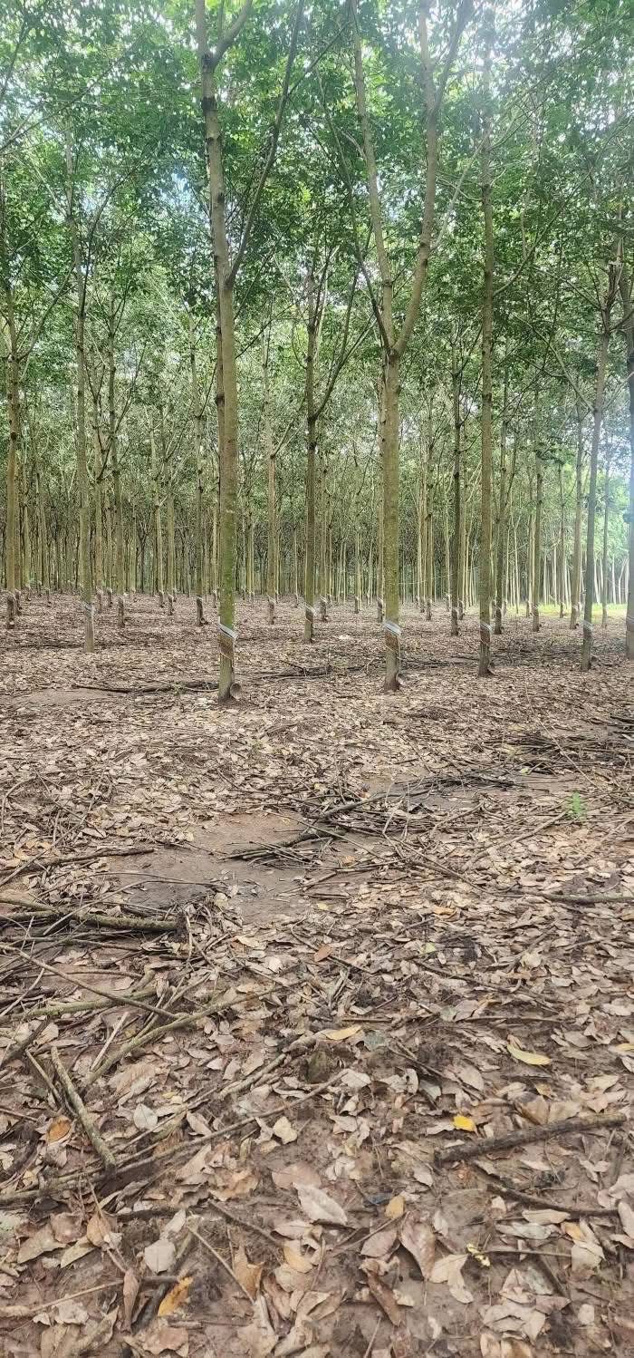 Đất nền Phước Thành Xuyên Mộc 8100m² giá 3 tỷ - Đường xe hơi vào tận nơi!