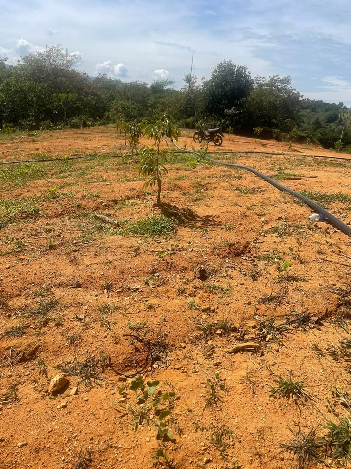 Đất vườn Đạ Huoai 2,7 sào giá 2,5 tỷ - Sổ đỏ chính chủ, công chứng nhanh chóng!