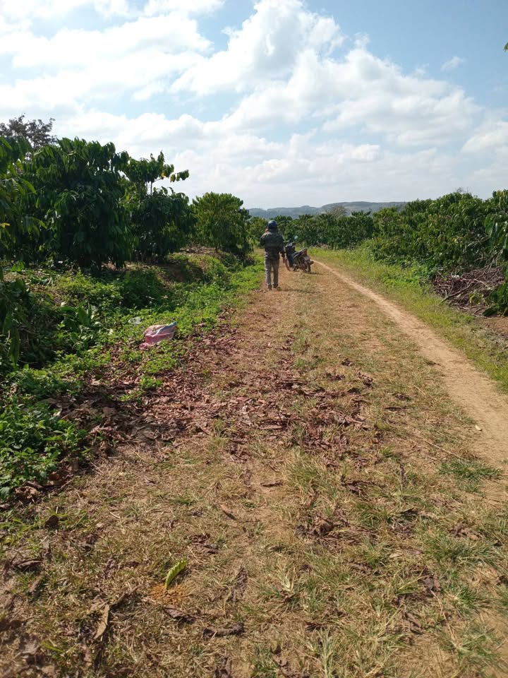 Đất Farm 7 sào Nam Đà, Krông Nô - Đầu tư sinh lời hấp dẫn!