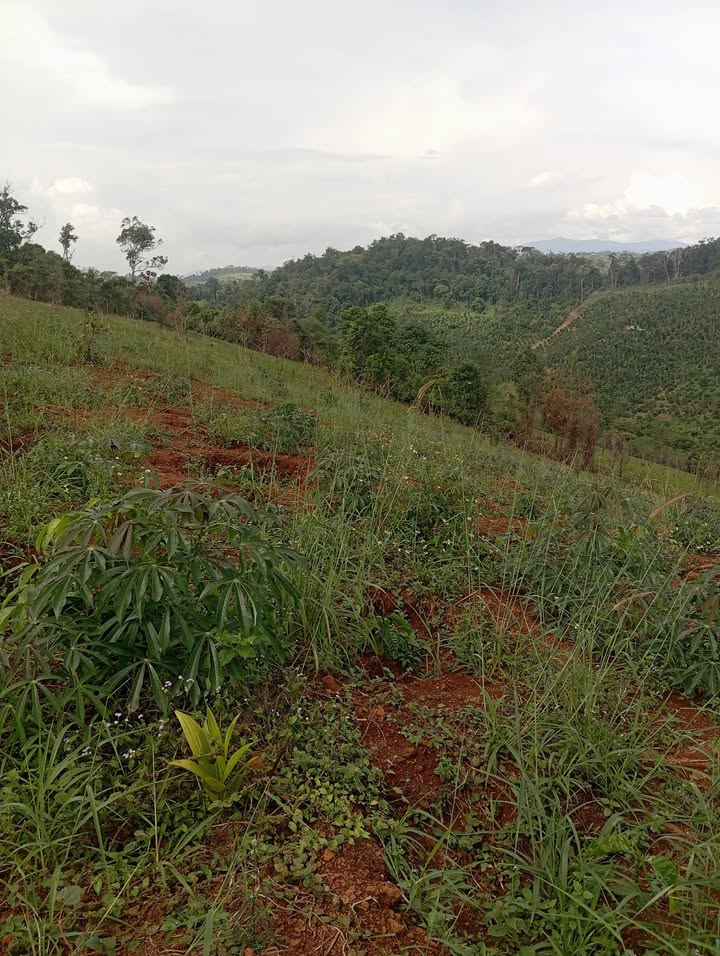 Cho thuê Farm 1,5ha đất điều Ea Wy, Ea H'leo - Giá chỉ 30 triệu/năm