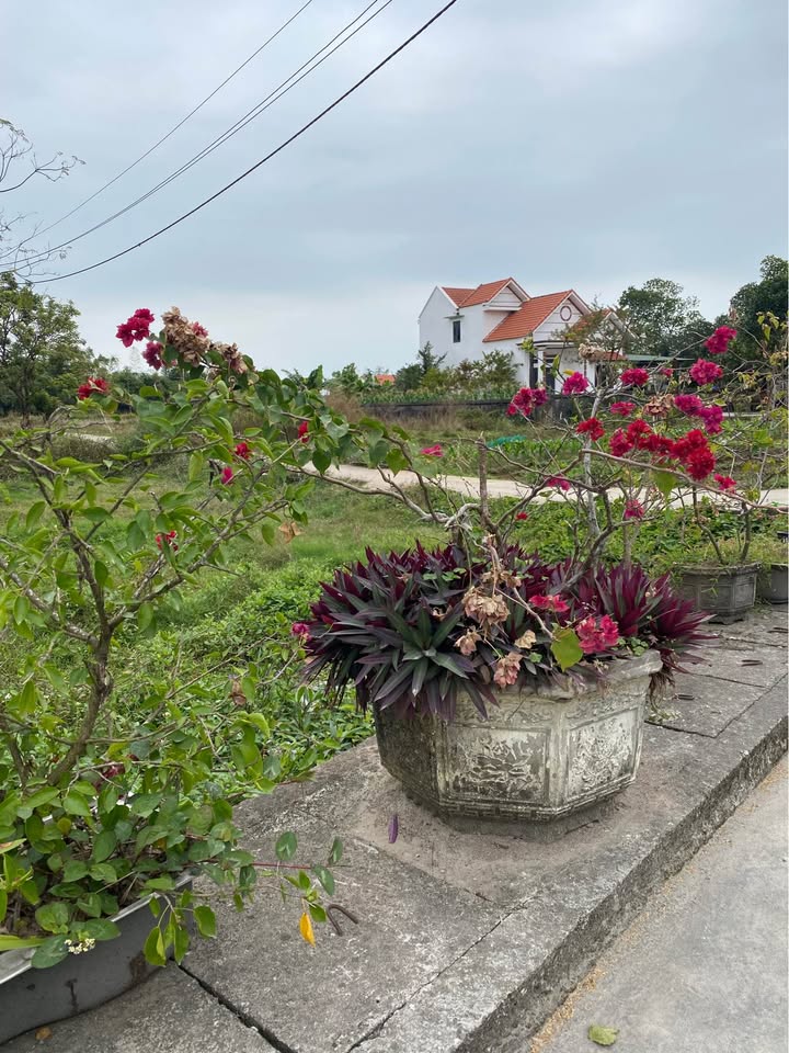 Đất nền Hải Xuân Móng Cái 100m² giá 800 triệu - Vị trí đắc địa, thuận tiện xây dựng