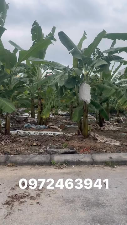 Đất lô góc đẹp tại Bích Động, Việt Yên 103m² giá 4 tỷ - Đường thông thoáng, tiện ích đầy đủ!