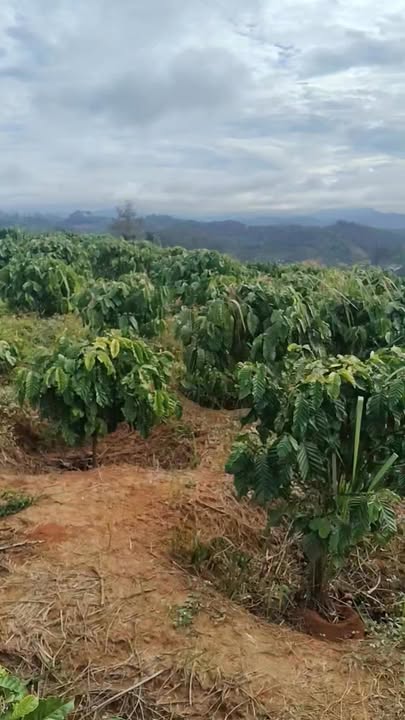 Đất nền xã Đà Loan, Lâm Đồng 70.000m² giá 1 tỷ - Sổ hồng chính chủ!