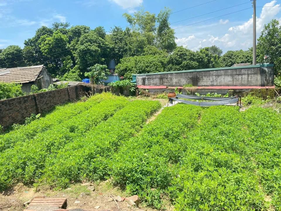 Đất nền Vĩnh Quang 1, Mạo Khê 138m² giá thỏa thuận - Nở hậu, ô tô vào tận nơi!