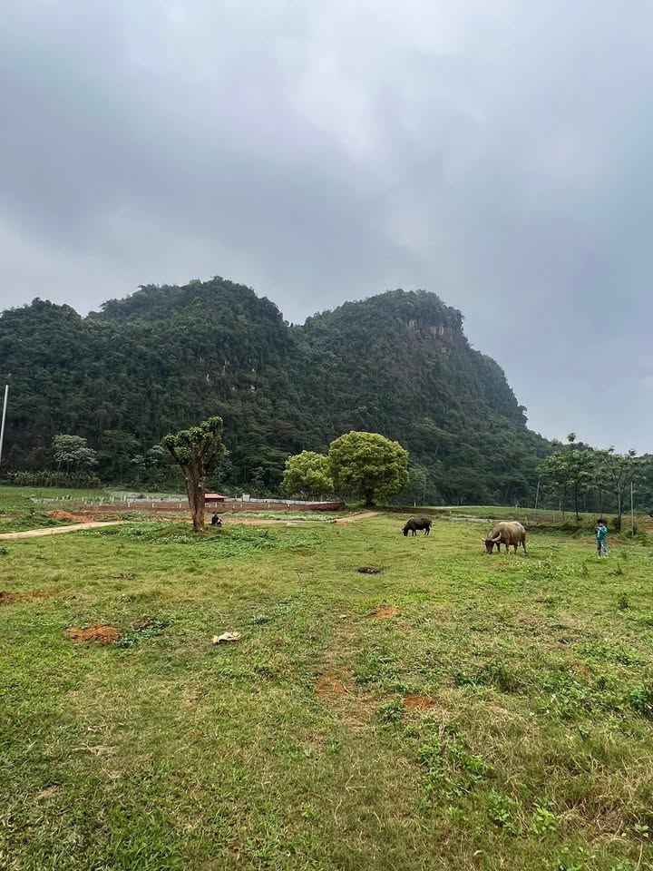 Đất nền khu VIP gần Hồ Câu Phong Quang 800m² giá chỉ 800 triệu - Cơ hội đầu tư tuyệt vời!