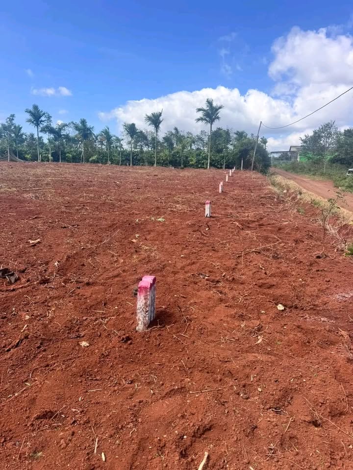 Đất thổ cư Cư Bao, Buôn Hồ 260m² giá 295 triệu - Sổ hồng chính chủ!