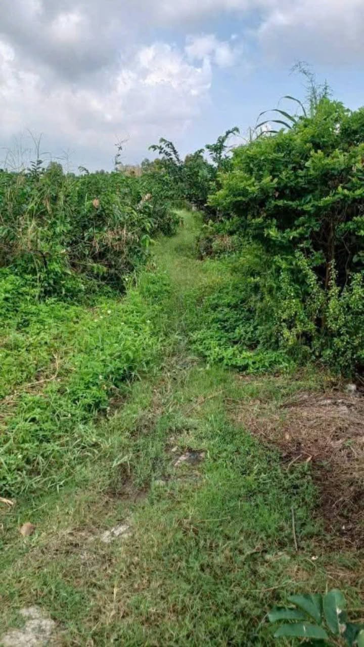 Đất nền và ruộng tại Tân Điền, Châu Thành, Kiên Giang 11.203m² - Giá chỉ 24.64 tỷ!