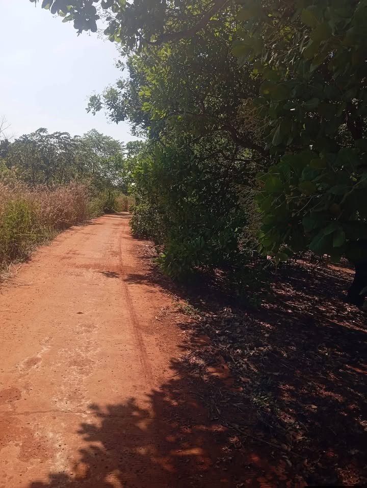 Đất nền Long Hưng, Biên Hòa 1200m² giá 1.5 tỷ - Cơ hội đầu tư hấp dẫn!