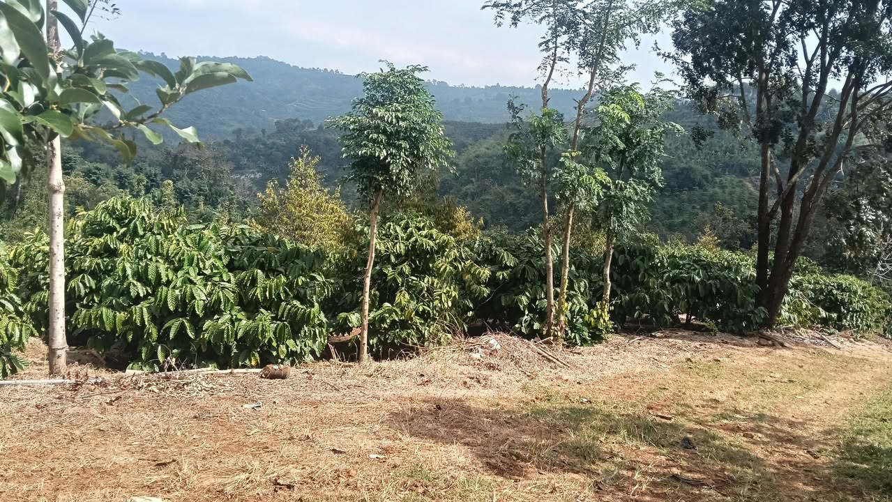 Farm tại Đắk Lao, Đắk Mil 12.000m² giá 14.5 tỷ - Đất đẹp, nhiều cây trồng!