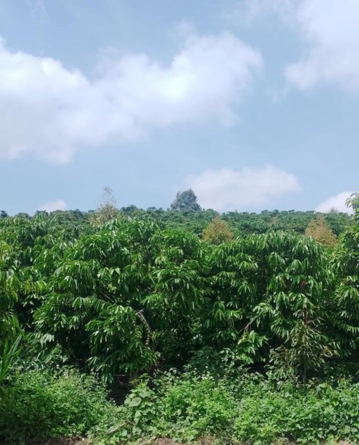 Đất nền Xã Đinh Trang Thượng 1,4ha giá 23,5 tỷ - Pháp lý rõ ràng, vị trí đẹp!