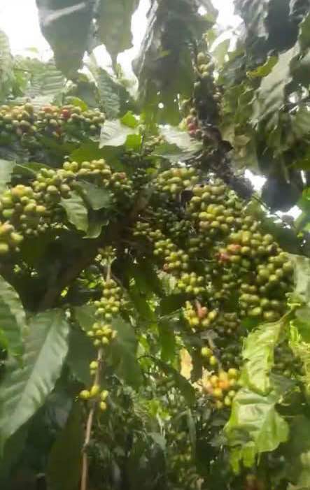 Đất vườn cà phê Bảo Lộc 3.500m² giá 840 triệu - Cần bán gấp!