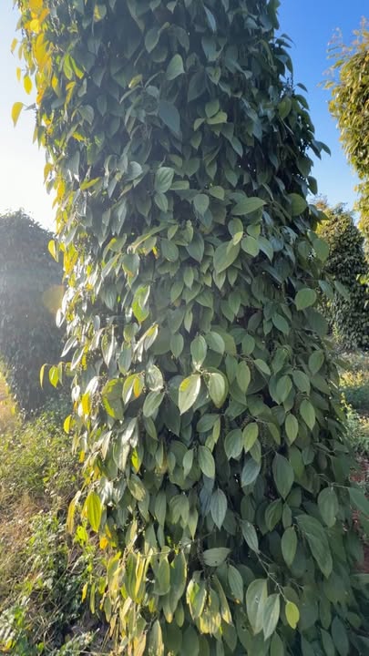 Farm 1.7ha tại Đức Trọng, Lâm Đồng giá 5.8 tỷ - Nguồn thu ổn định 9 tấn/năm!