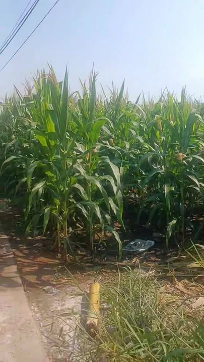 Đất nền 1,6 sào tại xã Sông Ray, Cẩm Mỹ - Giá chỉ 1,7 tỷ VND