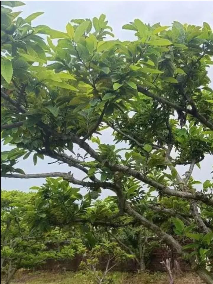 Đất nông nghiệp 8923m² tại Đông Triều giá chỉ 2.4 tỷ - Cơ hội đầu tư hấp dẫn!