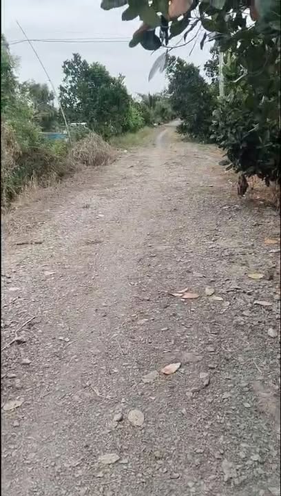 Đất thổ cư 400m² xã Trường Xuân, Tháp Mười giá 140 tỷ - Cơ hội đầu tư sinh lời!