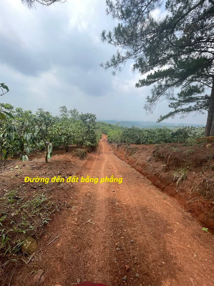 Lô đất nghỉ dưỡng Tân Châu 1377m² giá 650 triệu - Tiềm năng tăng giá cao!